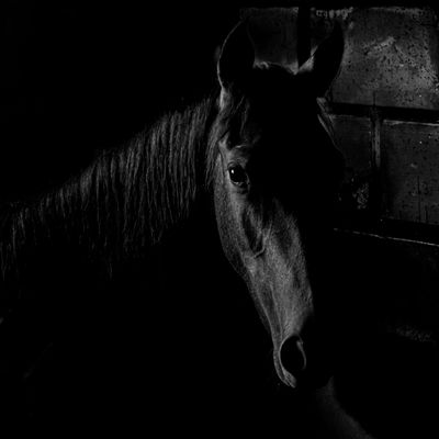 A horse's face partially illuminated in a dark stable, creating a mysterious atmosphere.