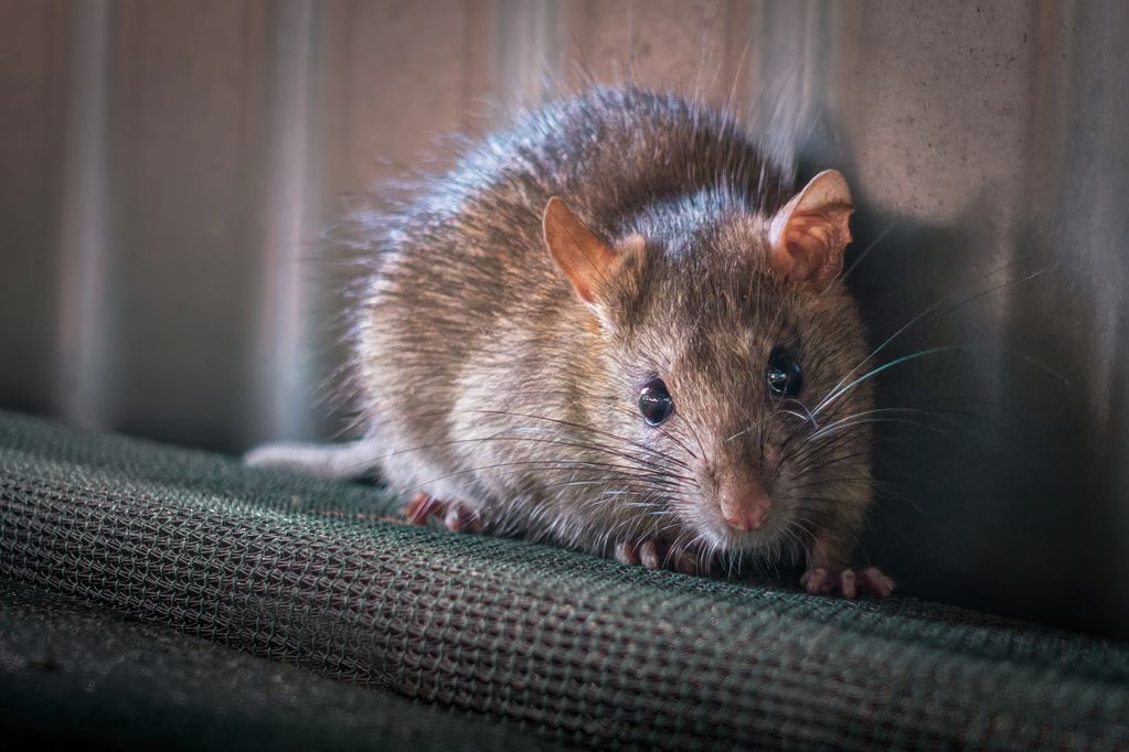 rodent pest control, rodent removal, Lake George, Saratoga Springs, Green Pest Control,