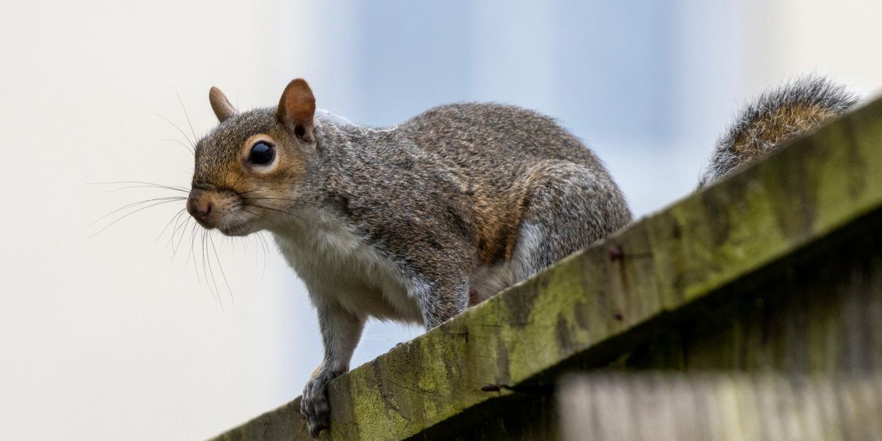 A squirrel perched on a mossy wooden fence.