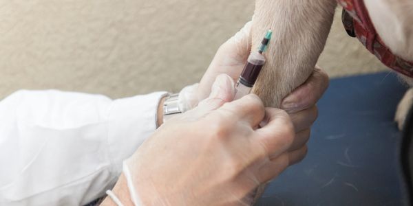 Veterinarian drawing blood from a dog's leg with a syringe.