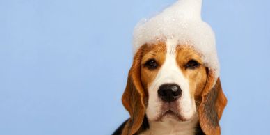 Dog with soap bubbles on its head.