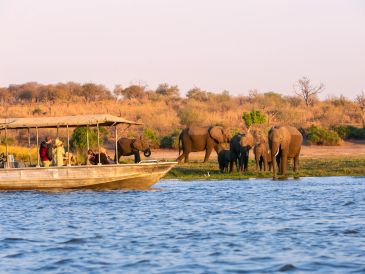 Elephants near water with a boat of observers.
