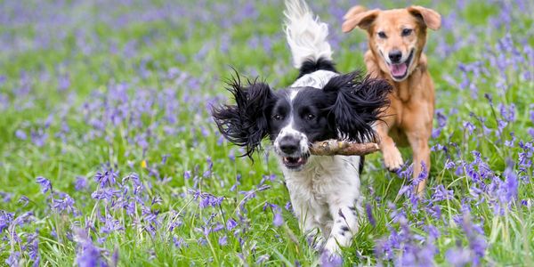 Dogs Plus
Dog walker in  St Austell
Dog walker in Truro
Dog walking
Dog walkers in Cornwall
