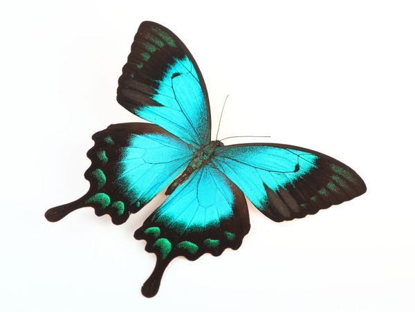 Bright blue butterfly with black edges on white background.
