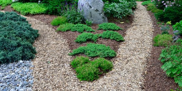 A garden path splitting into two with green bushes and mulch.
