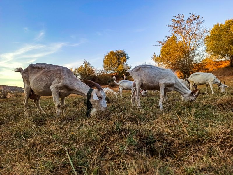 A herd of goats grazing on the farm