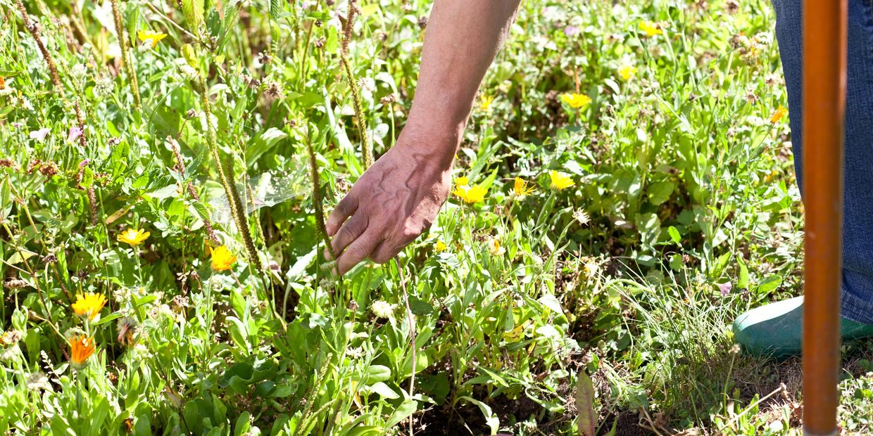 Dalmatian toadflax weed