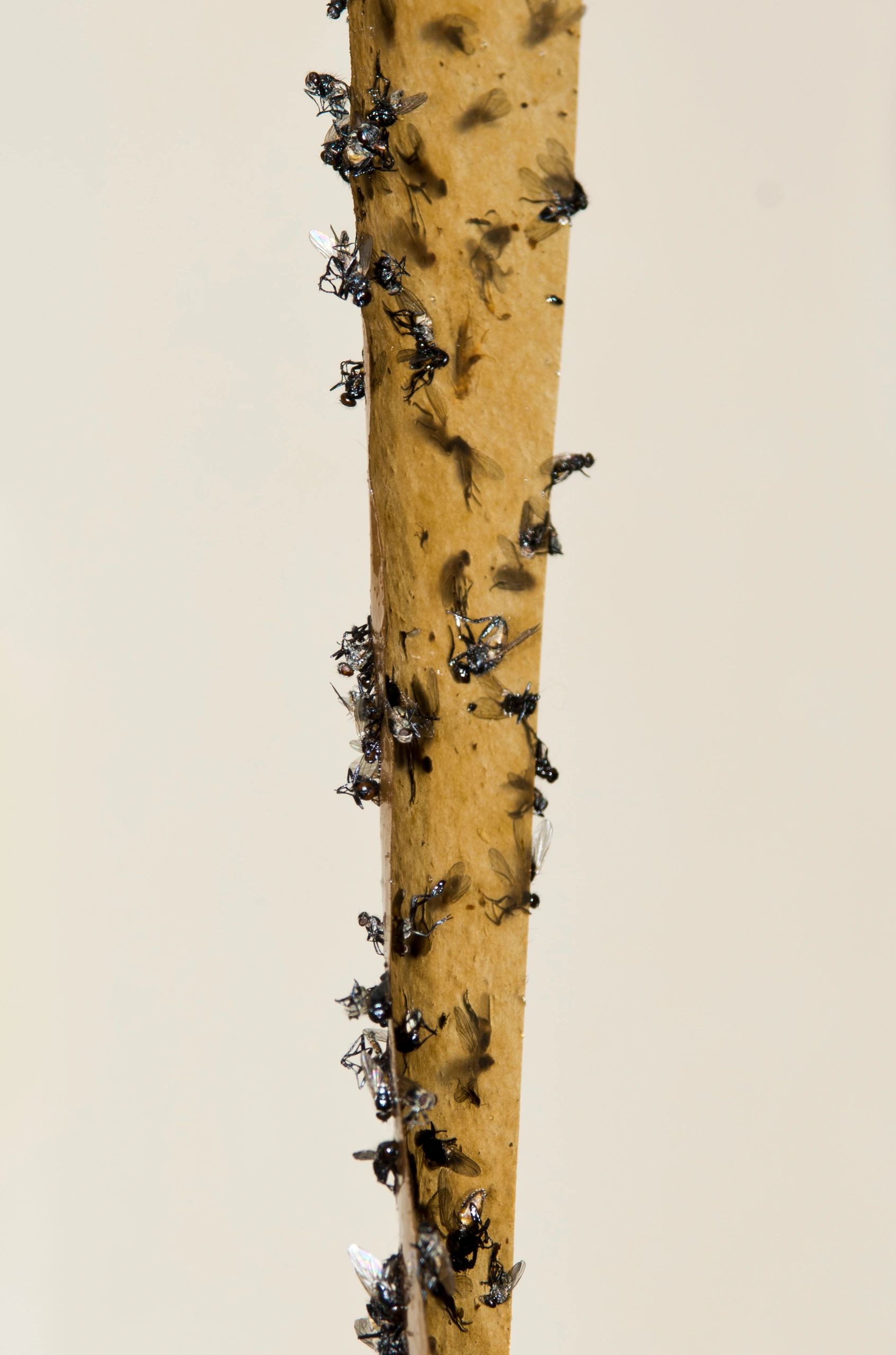 I Tried 4 DIY Methods for Getting Rid of Pesky Fruit Flies