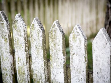 Weathered white wooden picket fence.