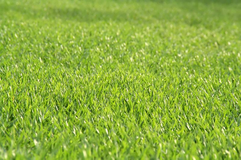 green grass field, little blurred in the forntal and back plane