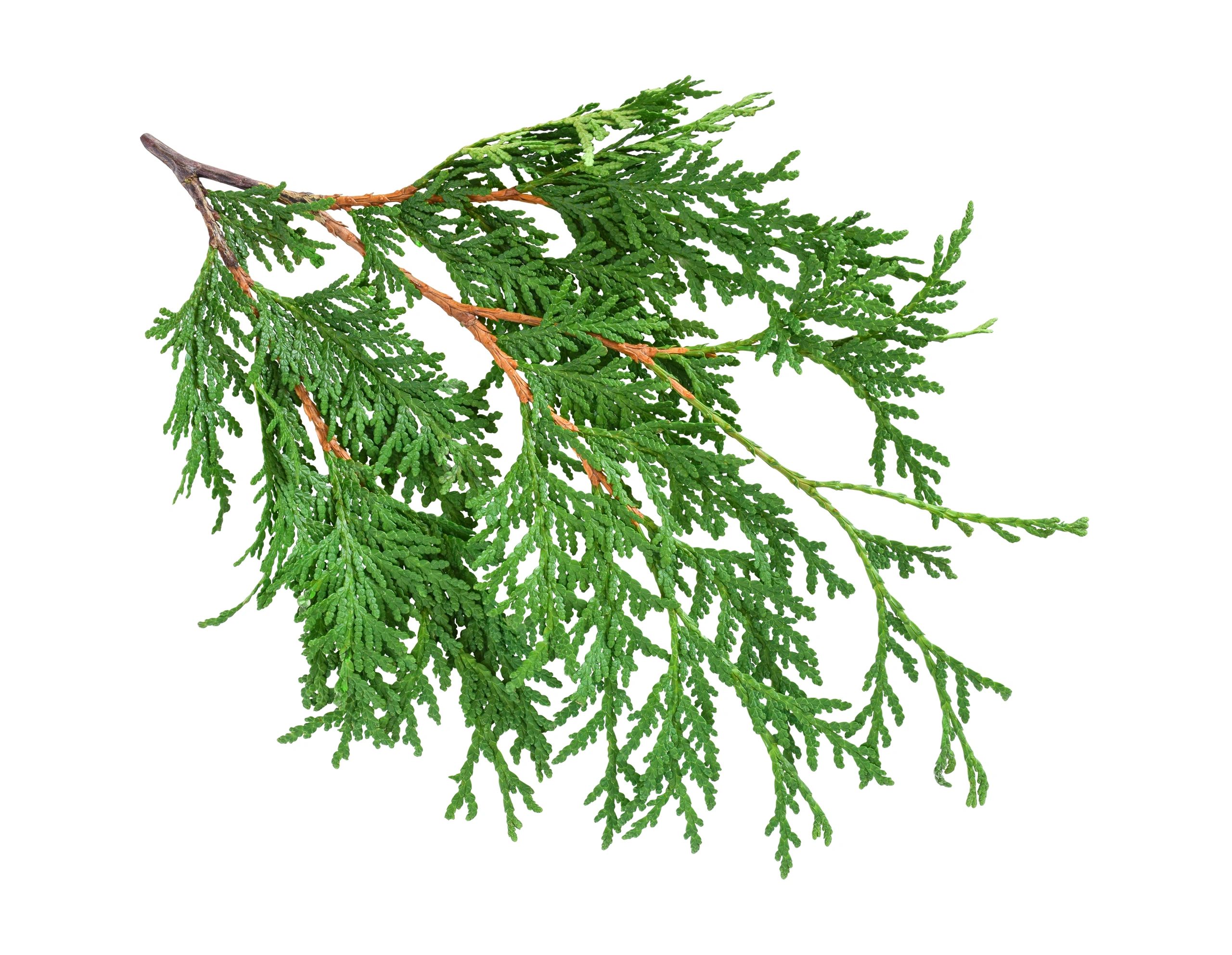 cedar-tree-pricing