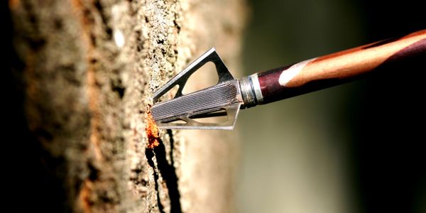 A broadhead arrow tip embedded in a tree trunk.