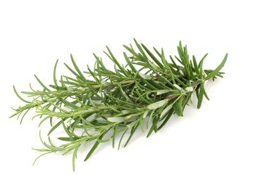 Fresh rosemary sprig on a white background.