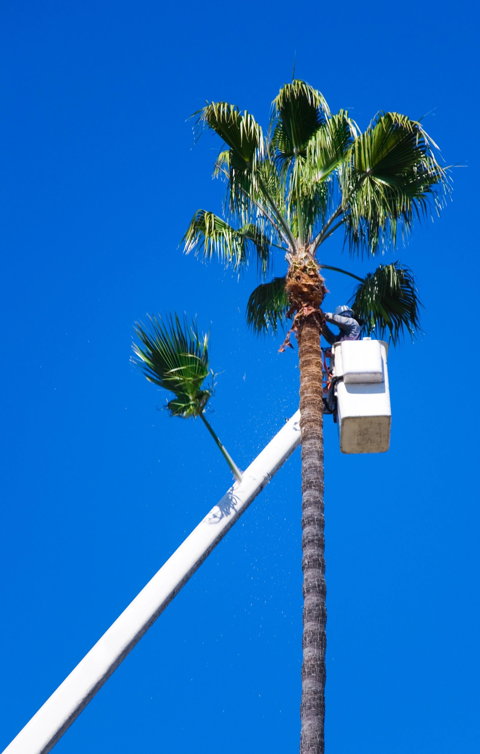 Worker in a bucket lift trimming a tall palm tree in Orange County