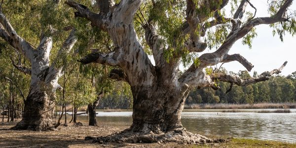 Large old trees near a calm riverbank on a sunny day.