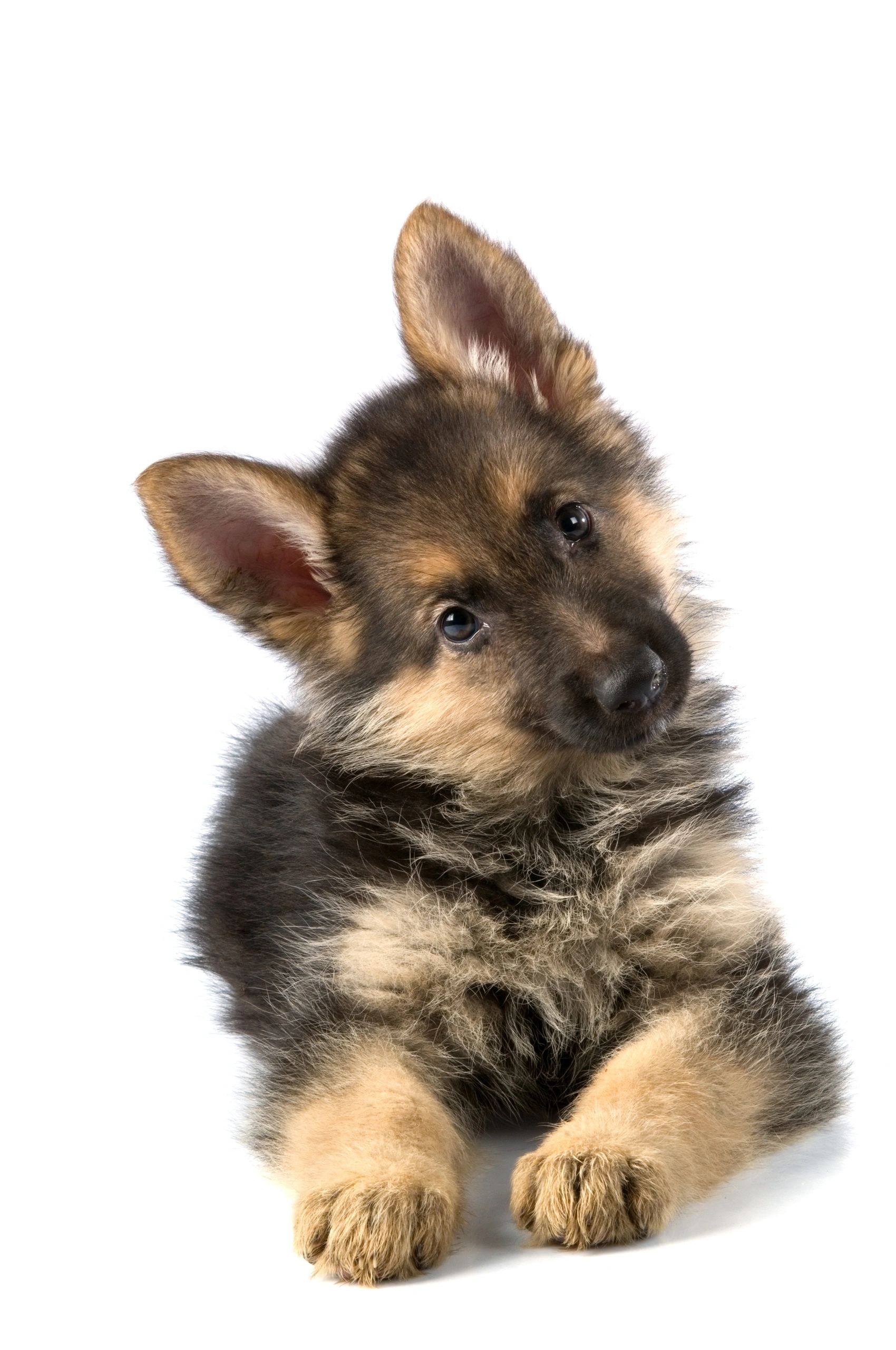 A Comprehensive Guide to Raising a Healthy German Shepherd