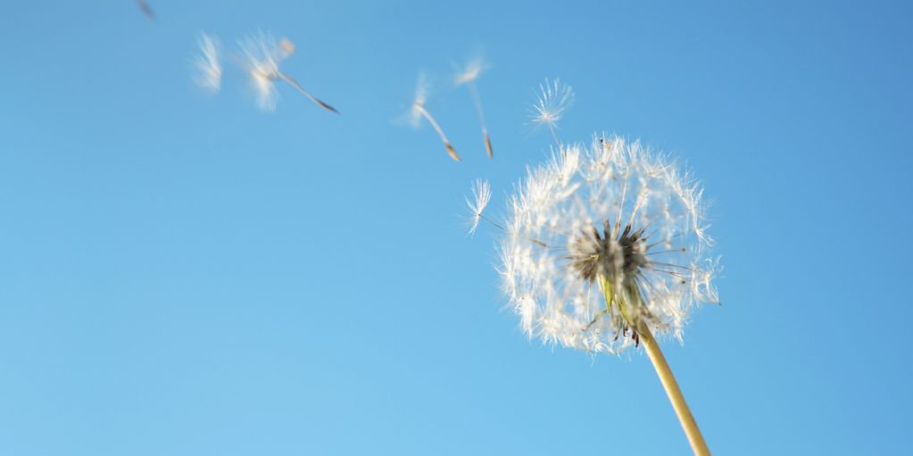 Dandelion seeds blowing in the wind against a clear blue sky.