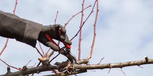 A gloved hand pruning bare branches with red-handled clippers.