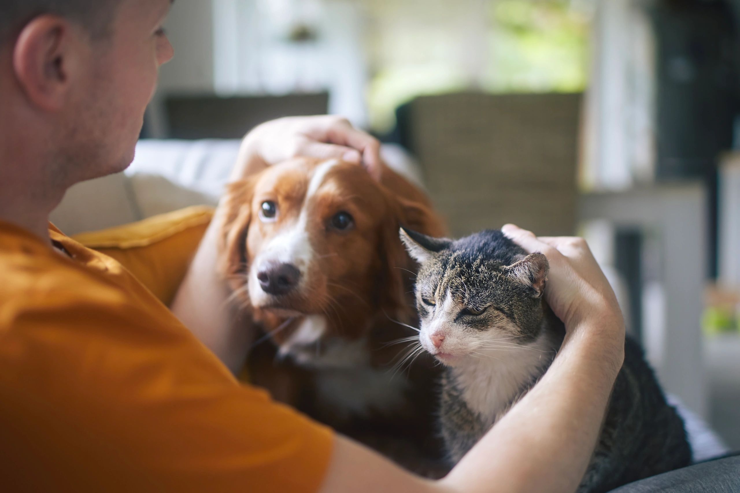 Animal Rescue: Fur Babies Await Loving Homes