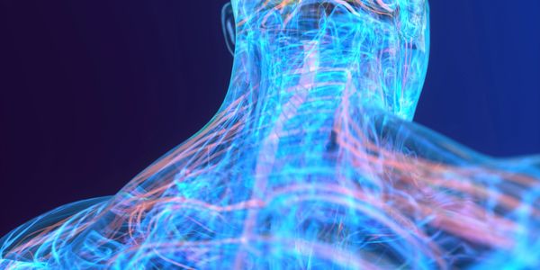 Transparent digital illustration of a human neck and upper back anatomy.