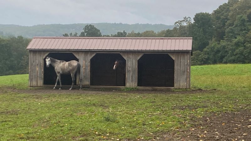 Horses in a Shed