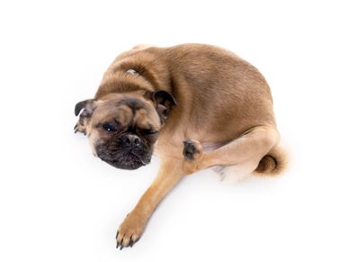 A dog lying down with an annoyed expression.