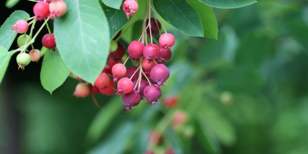 Close-up of pink berries on a leafy green branch.