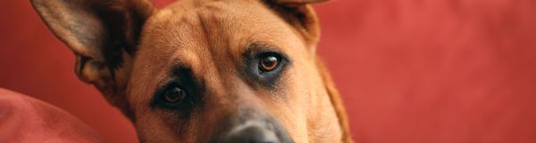 Close-up of a brown dog with expressive eyes.