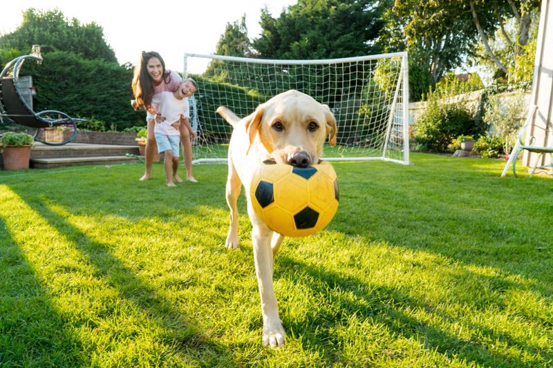 Close up Labrador Retriever dog holding toy football in mouth with background of laughing mother and son on the backyard lawn. Family plays soccer, having fun with pet. House in the suburbs in summer.