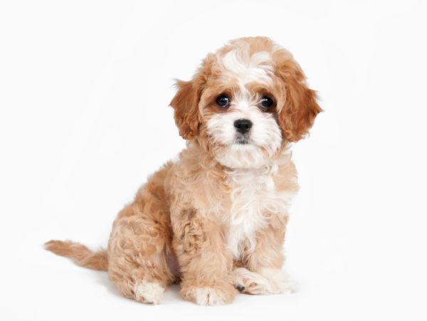 Cute fluffy puppy sitting on white background.