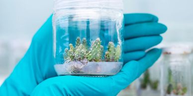Gloved hands holding a jar with small cactus plants inside a lab environment.