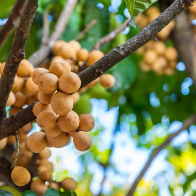 Clusters of longan fruits hanging from tree branches.