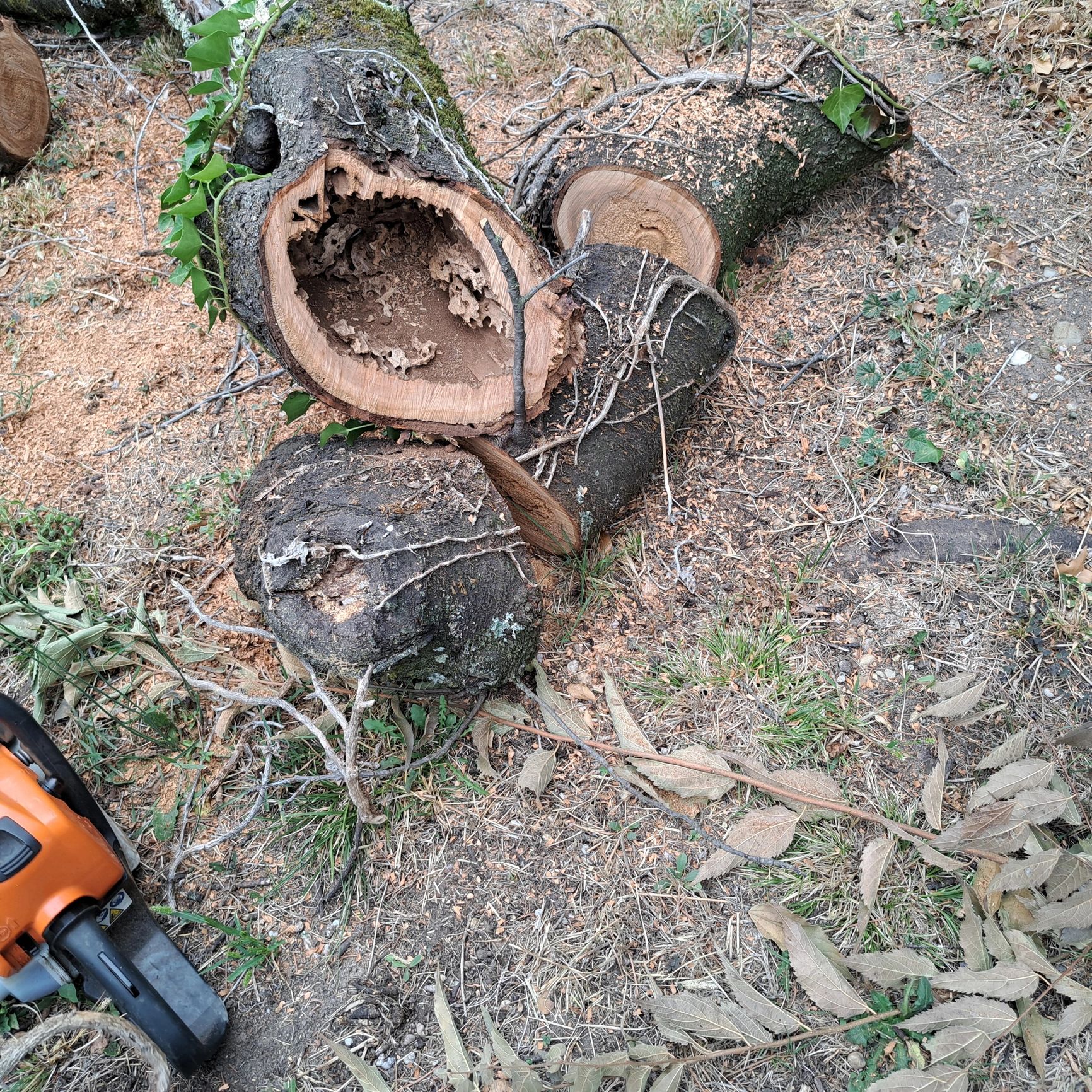 Yoder Tree Service - Tree Care Experts in Quincy, IL