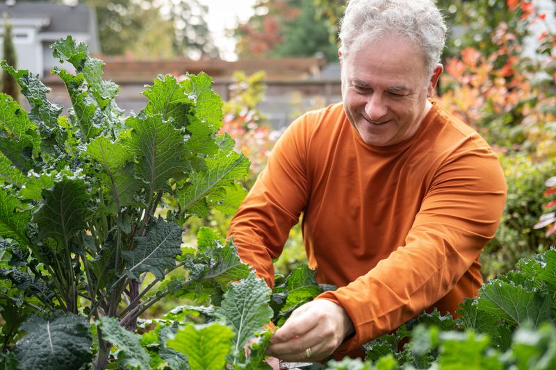 A senior man in his 60s harvests organically grown kale in his backyard vegetable garden.  Blueberry foliage in the background has transformed to autumn colours.