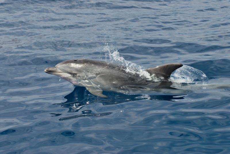 Bottlenose dolphin (Tursiops truncatus) with half body out of water while swimming in a beatiful an quiet sea