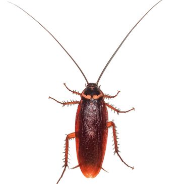 american roach