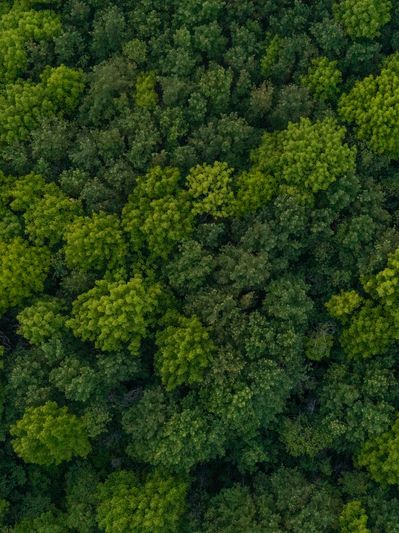 Dense green forest canopy from above.