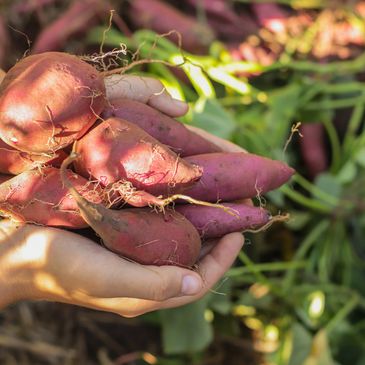 Hands holding freshly harvested sweet potatoes with soil and greenery in the background.