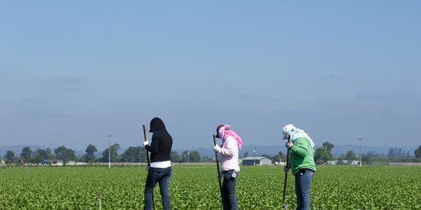 Three people working in a field under clear skies.