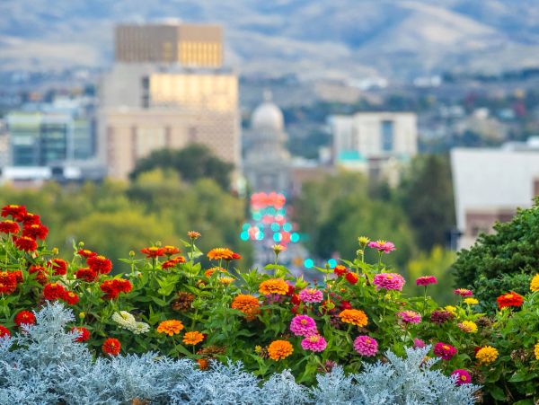 Colorful flowers with a blurry cityscape background.