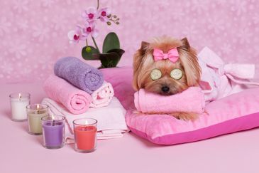 Yorkshire Terrier dog wearing a pink bow and robe, relaxing with cucumber slices over eyes.