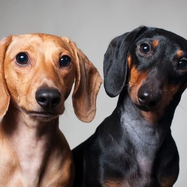 Two adorable dachshunds with curious expressions.