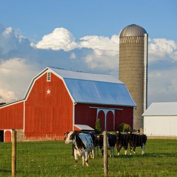 A red barn with cows grazing in front and a silo in the background.