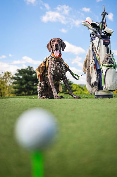 A dog sitting on a golf course beside a golf bag.