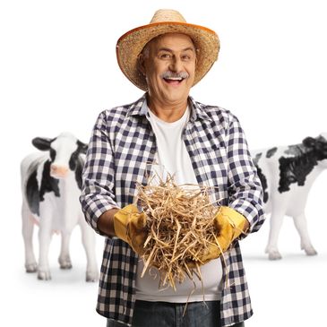Decorative image: A farmer holding hey with two calves behind him. 