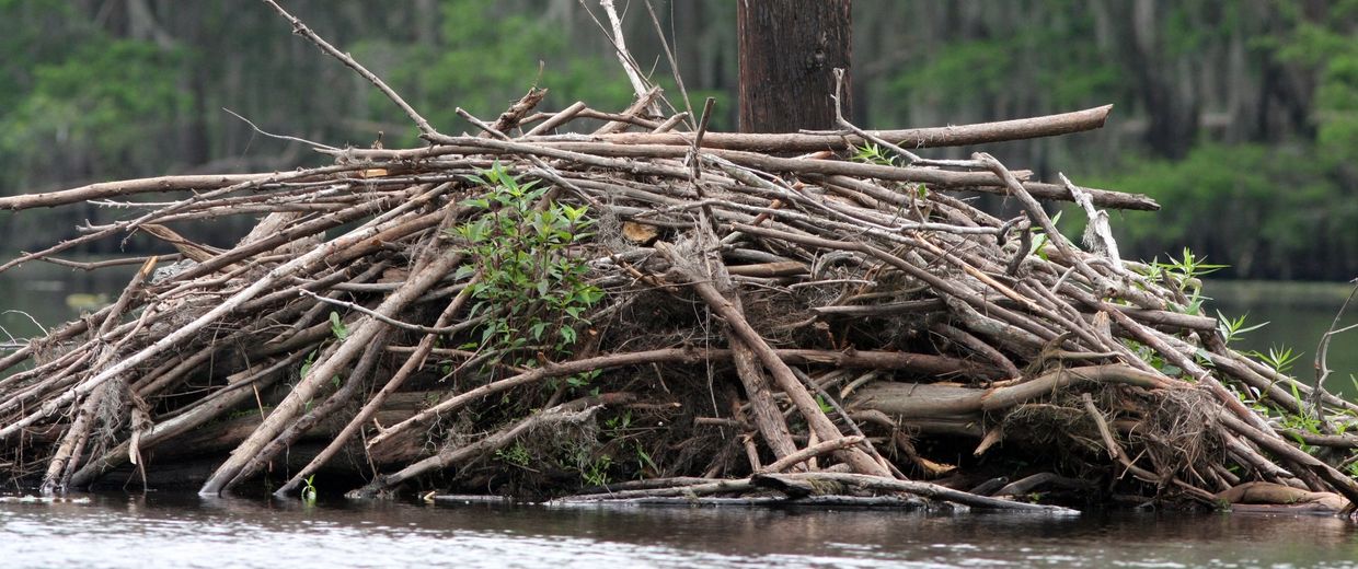 Beaver dam constructed from sticks and twigs by a tranquil lake.