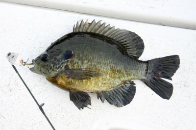 A freshly caught bluegill fish on a white surface.