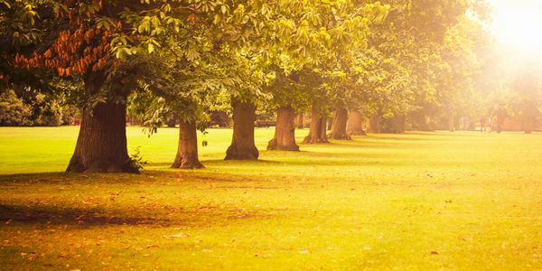 Sunlit row of trees casting shadows on golden grass.