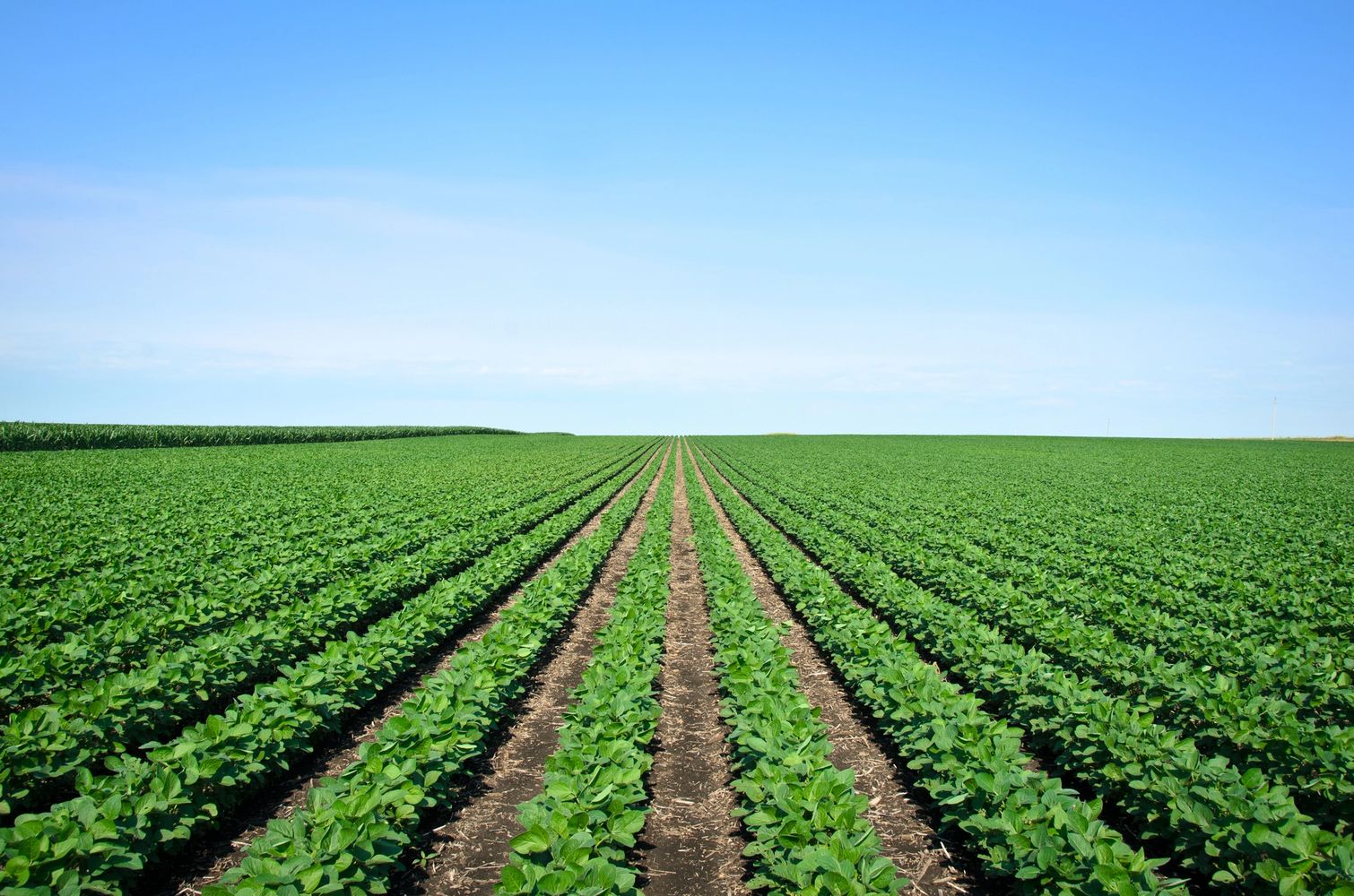Vast green crop field under clear blue sky.