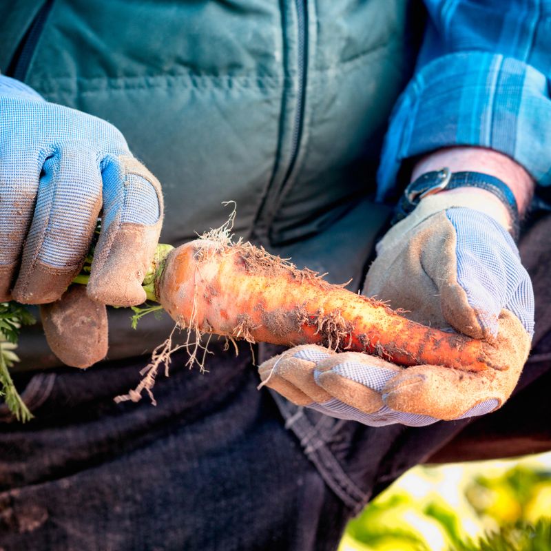 Gloved hands holding organic carrot just unearthed. Square frame with saturated colors. Focus on carrot.A selection of related photographs: